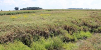 Buffer strip