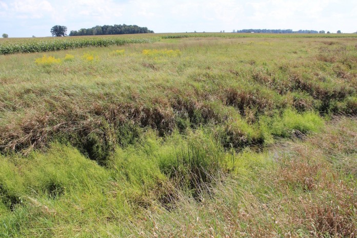 9.15 CRP grass and corn Buffer strip