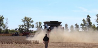 Soybean dust