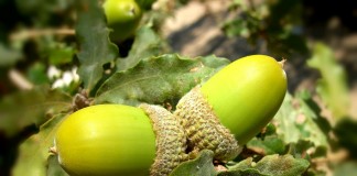 acorns