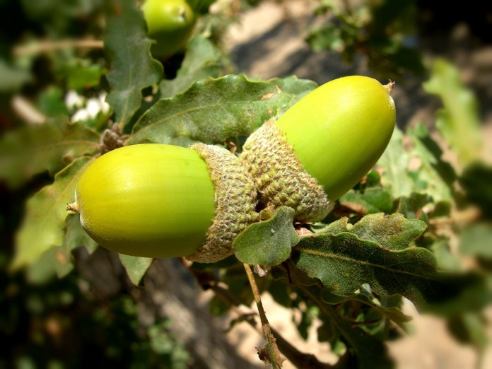 acorns acorns