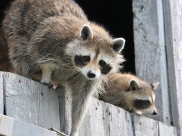 raccoon