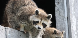raccoon