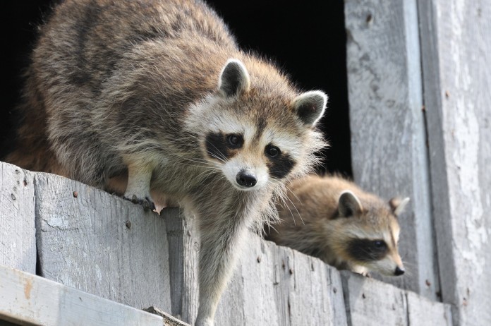 raccoon raccoon