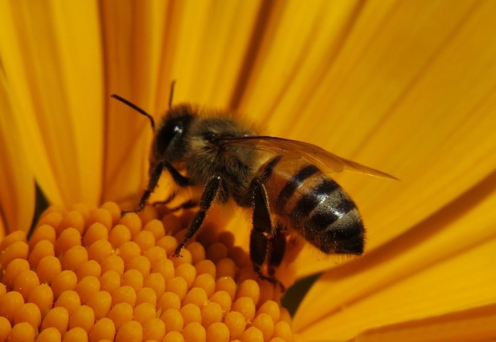 bee-1659779_1280