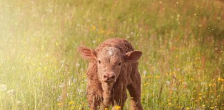 calf