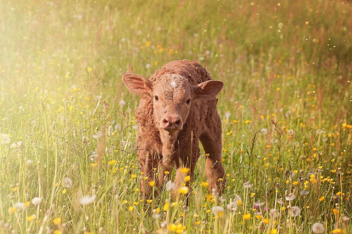 calf calf