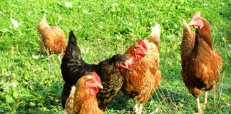 chickens