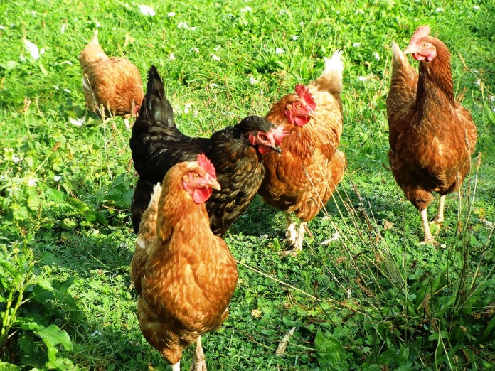 chickens chickens