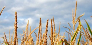 corn
