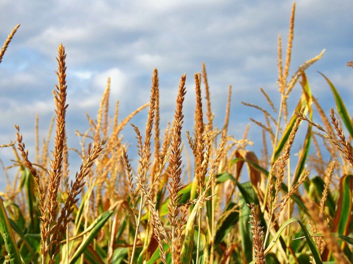 corn corn