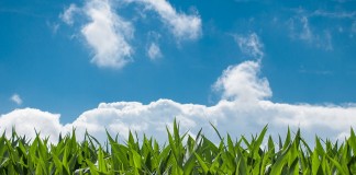 corn field
