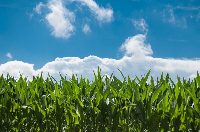 corn field corn field