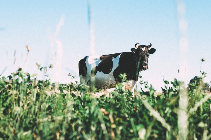 cow-1031017_1280