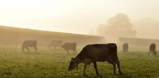 cows