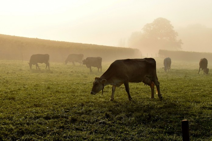 cows cows