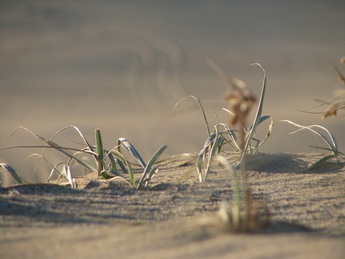 desert-1472669_1280