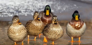 ducks