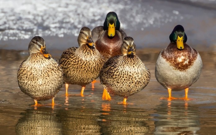 ducks ducks