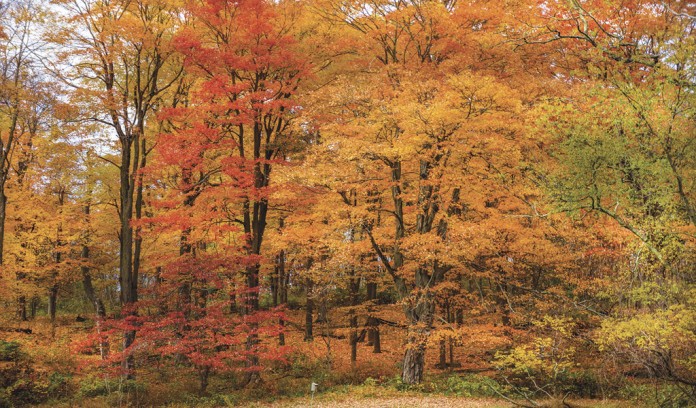 fall foliage