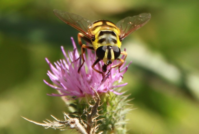 hoverfly-87603_1280
