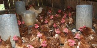 Meat supply chickens