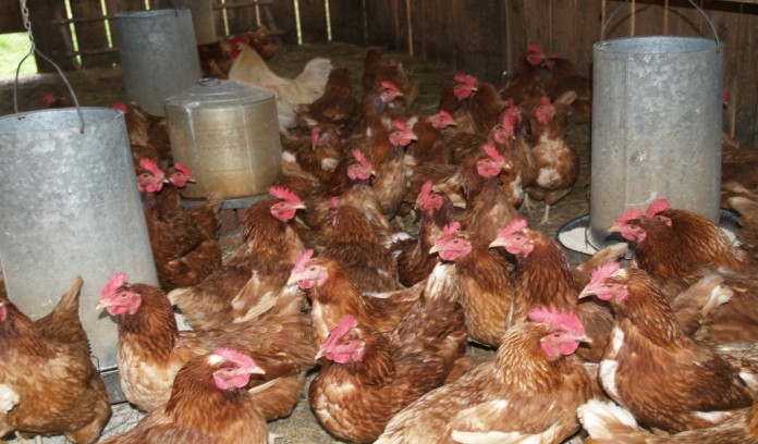 Meat supply chickens Meat supply chickens