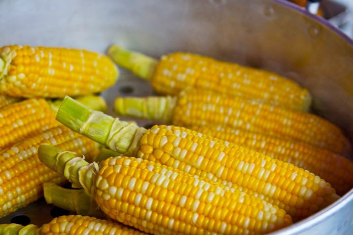 corn corn