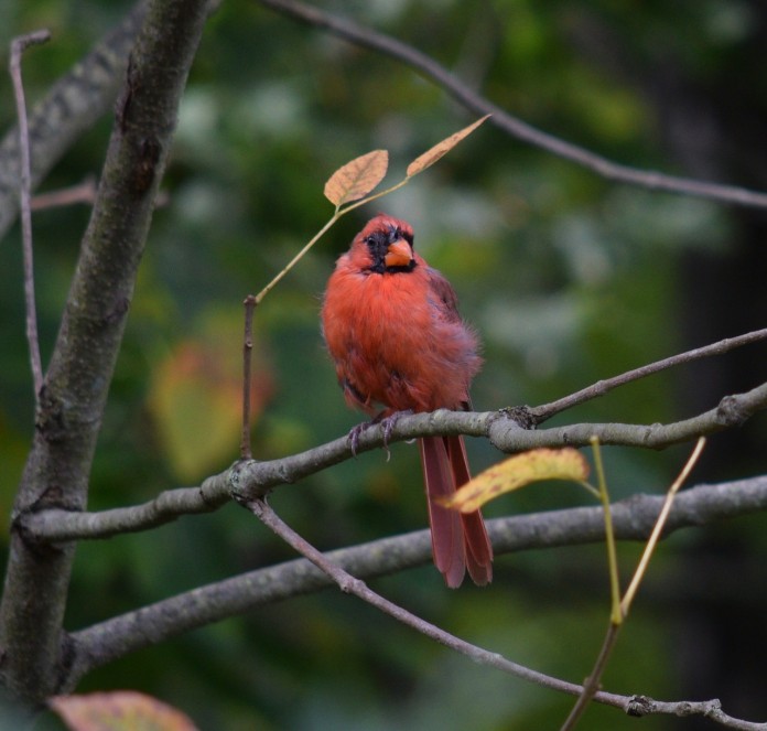 red-bird-959367_1280