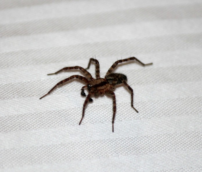 spider-996537_1280