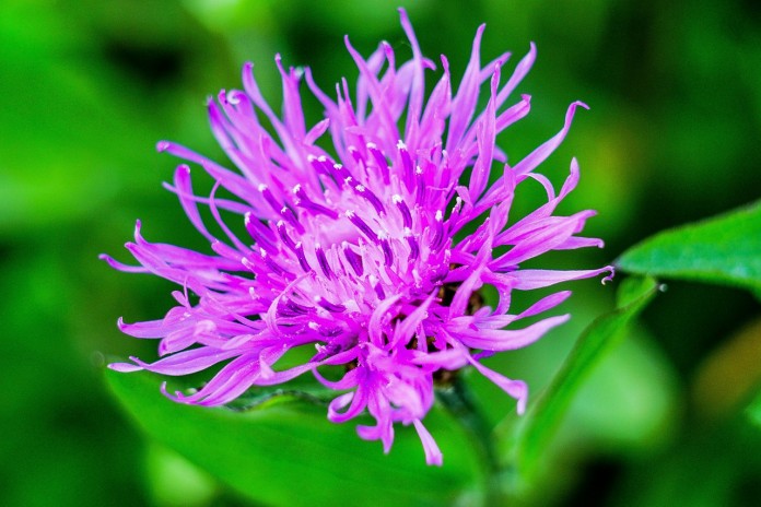 spotted-knapweed-1145717_1280