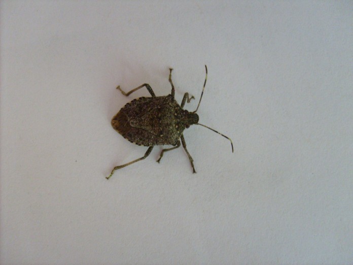 stink bug stink bug