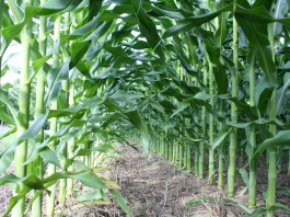 corn