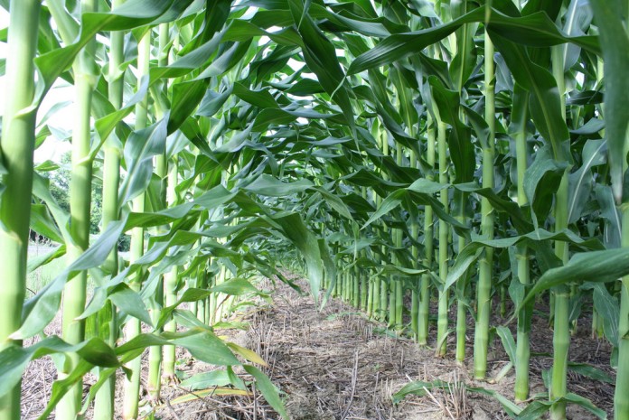 corn corn