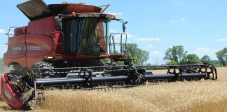 Wheat harvest
