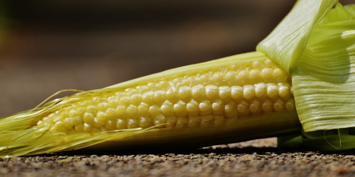 corn-1547888_1280