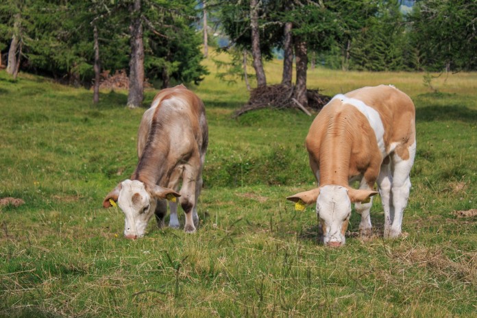 cow-842543_1280