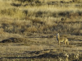 coyote