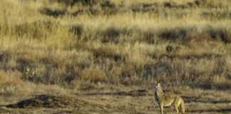 coyote