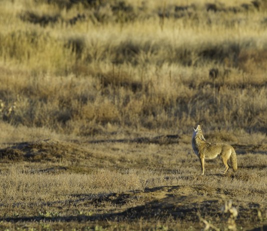 coyote
