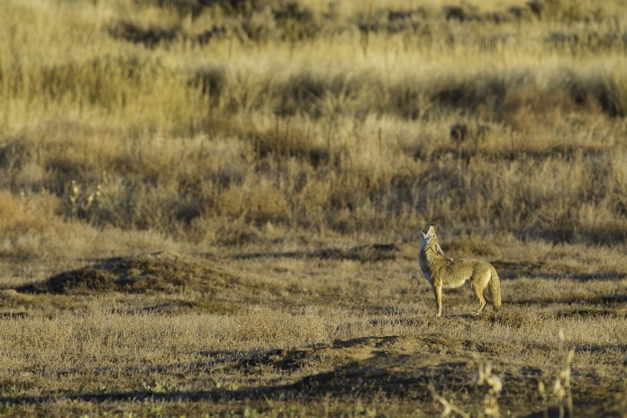coyote coyote