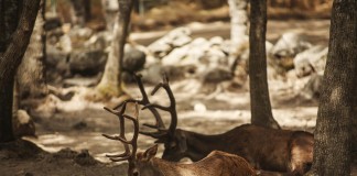 deer
