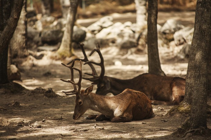 deer deer