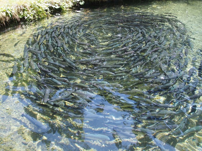 fish-farming-976294_1280