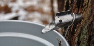 maple syrup making