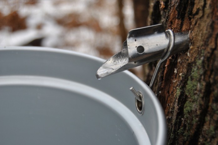 maple syrup maple syrup making