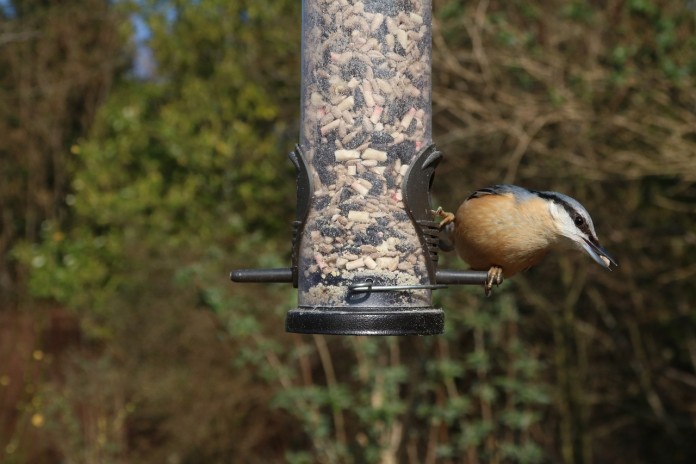 nuthatch-1256243_1280