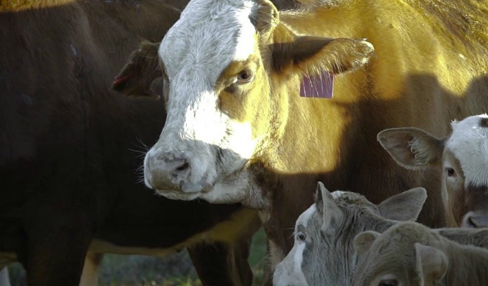 perfect pastured beef Cargill pasture perfect beef