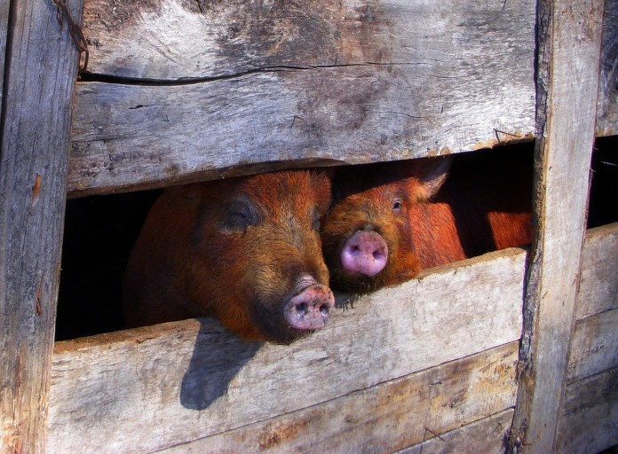pig-1531167_1280