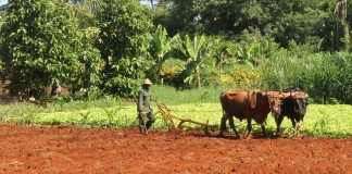 plowing w oxen in Cuba
